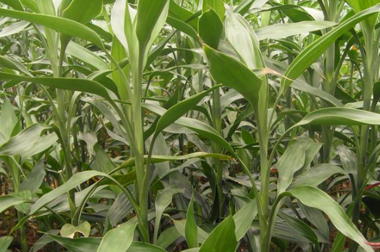 富贵竹长蜘蛛网如何办