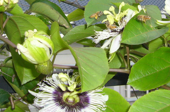 富贵竹什么时候开花