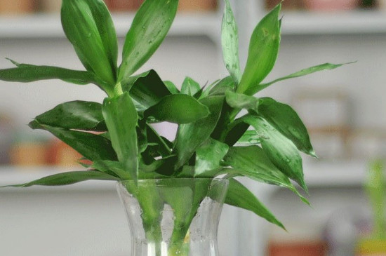 富贵竹剪下的杆能用水养活吗