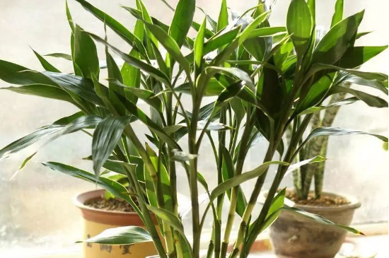 富贵竹剪下的杆能用水养活吗