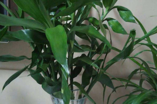 富贵竹剪下的杆能用水养活吗