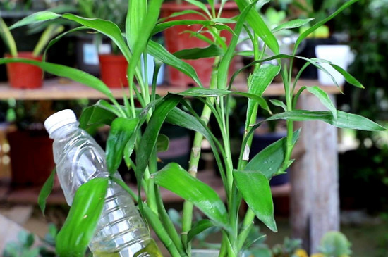 富贵竹的土壤养殖办法