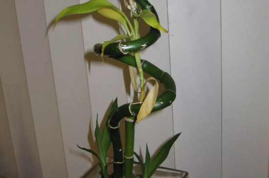 富贵竹的土壤养殖办法