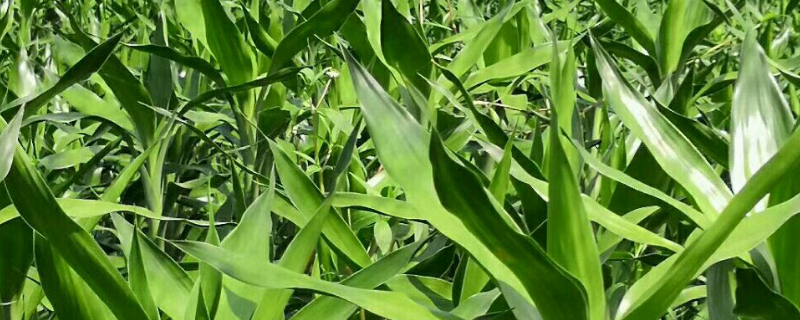 富贵竹土培的养殖办法