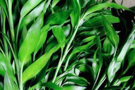 富贵竹土培的养殖办法