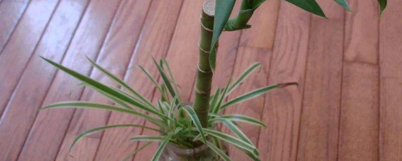 富贵竹放铁钉有什么用