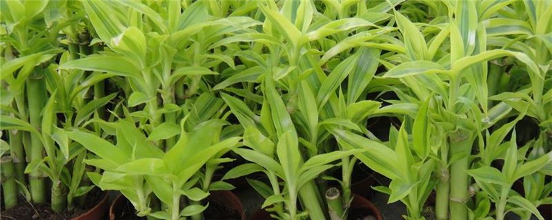 富贵竹叶子发黄如何办