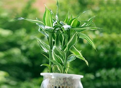 富贵竹叶子发黄如何办