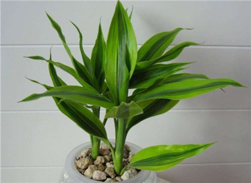 富贵竹叶子发黄如何办