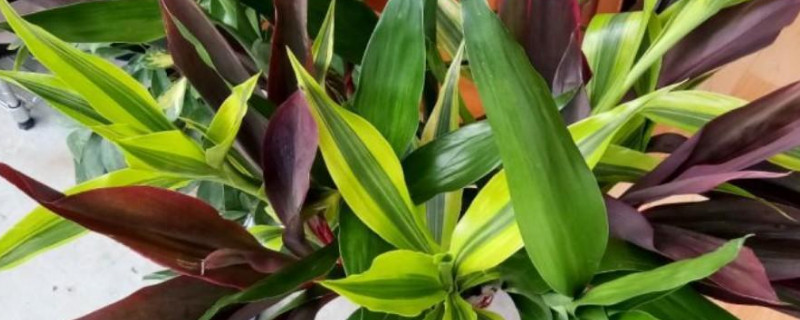 水培富贵竹叶尖干枯如何办