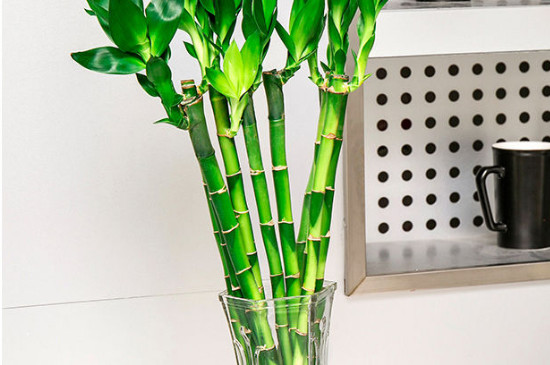 水培富贵竹叶尖干枯如何办