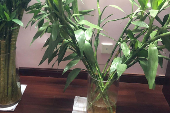 水培富贵竹叶尖干枯如何办