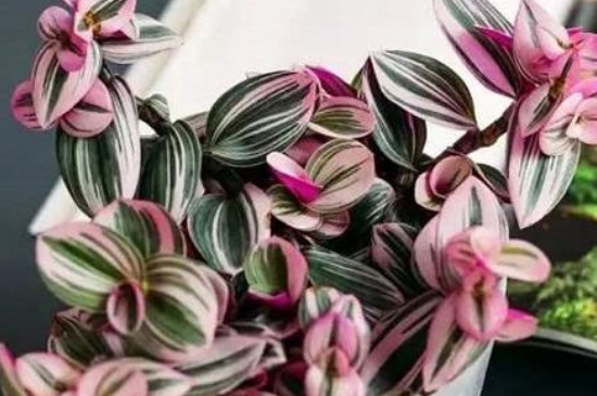 油画吊兰的叶子发黄腐烂是什么原因