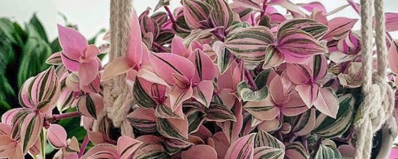 油画婚礼吊兰夏季可以扦插吗