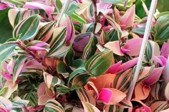 油画婚礼吊兰夏季可以扦插吗