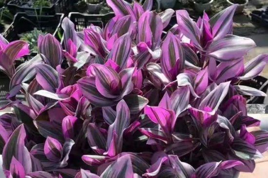 油画婚礼吊兰夏季可以扦插吗