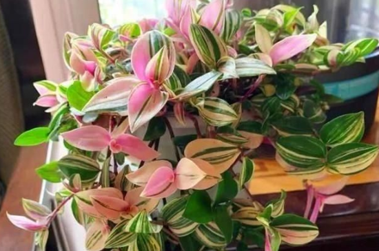 油画婚礼吊兰夏季可以扦插吗