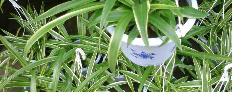 吊兰叶子发黄卷叶如何办