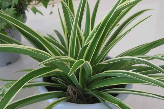 吊兰叶子发黄卷叶如何办