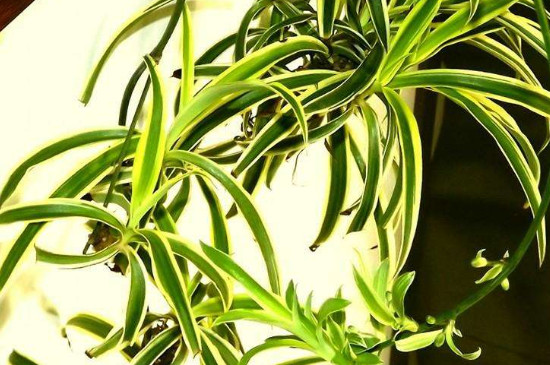 吊兰叶子发黄卷叶如何办