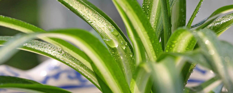 宽叶吊兰叶子如何越养越细