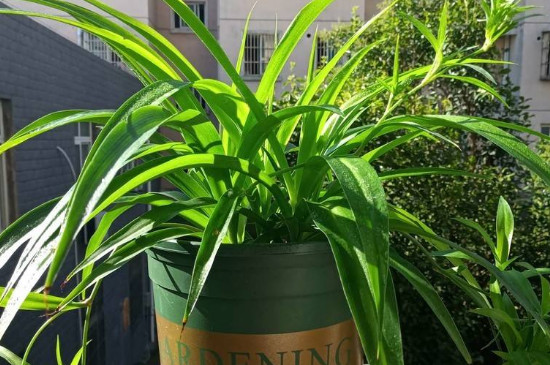 宽叶吊兰叶子如何越养越细