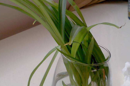 吊兰叶子为何会根为何变黑