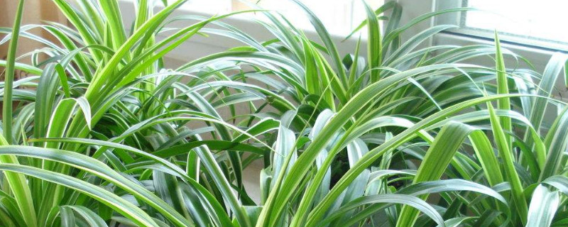 宽叶吊兰叶子发黄如何回事