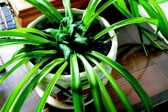 宽叶吊兰叶子发黄如何回事