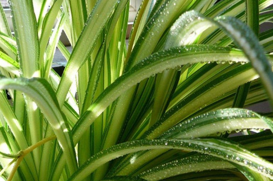 宽叶吊兰叶子发黄如何回事