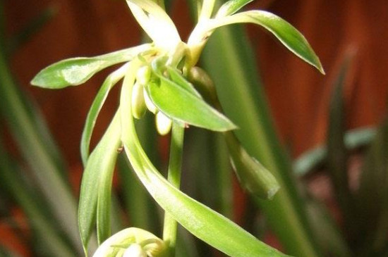 宽叶吊兰叶子发黄如何回事