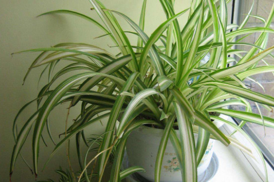 宽叶吊兰如何养殖