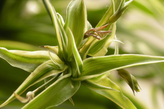 宽叶吊兰如何养殖