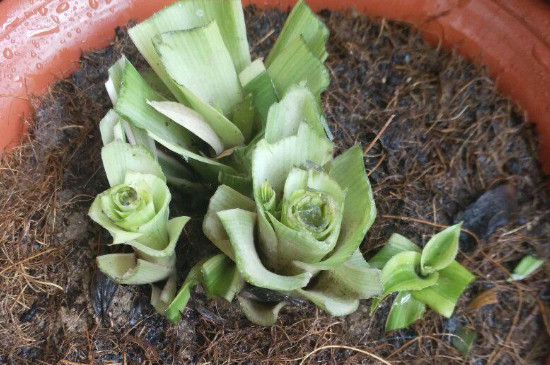 宽叶吊兰如何养殖