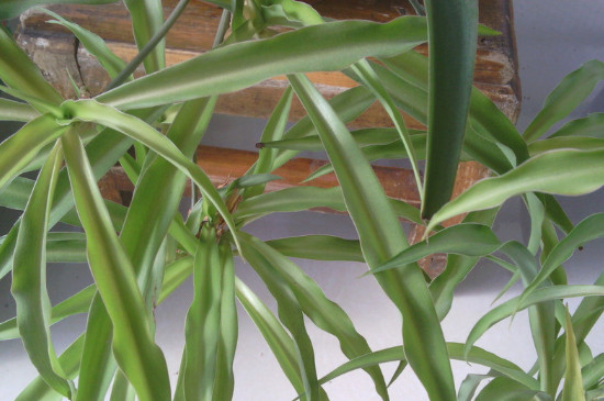 家里什么地方不能放吊兰