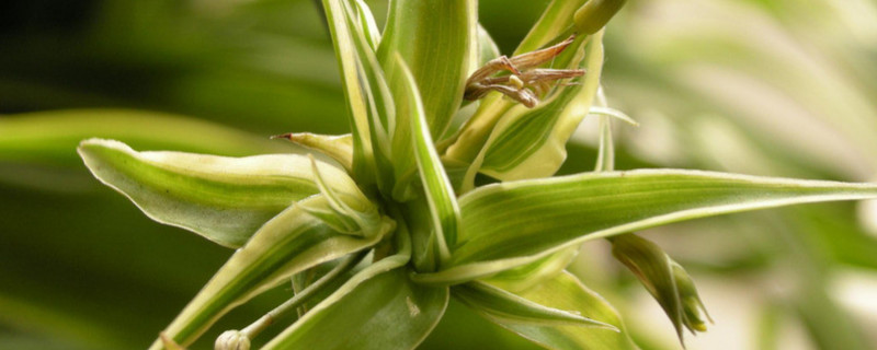 吊兰叶子发黄如何办:原因及处理技巧