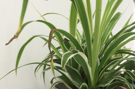 吊兰叶子发黄如何办:原因及处理技巧