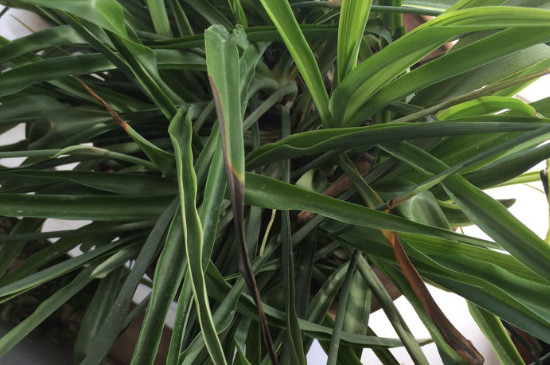 吊兰叶子发黄如何办:原因及处理技巧