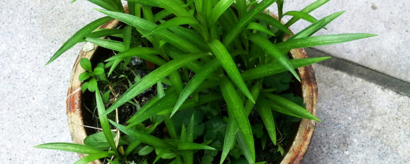 吊兰适合放在家里什么地方