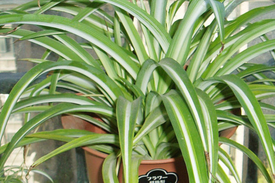 吊兰适合放在家里什么地方