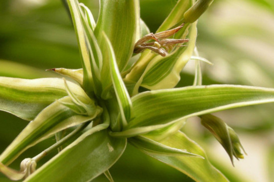 吊兰适合放在家里什么地方