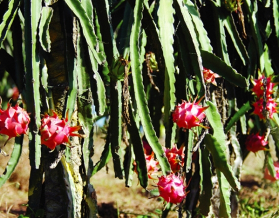 量天尺的养殖办法和留意事项：盆土长期过湿会烂根