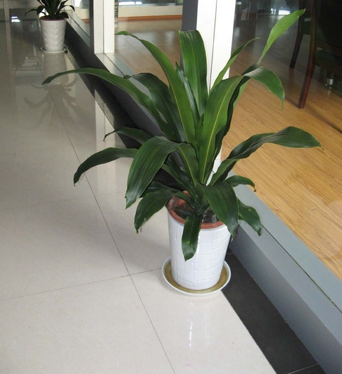 也门铁价格：带盆的价格在50~100之间