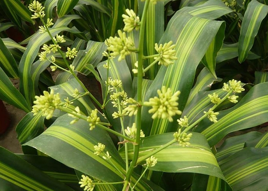 也门铁价格：带盆的价格在50~100之间