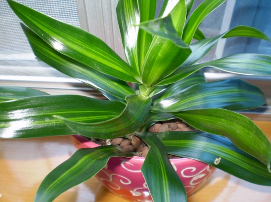 也门铁的养殖办法：留意通风良好