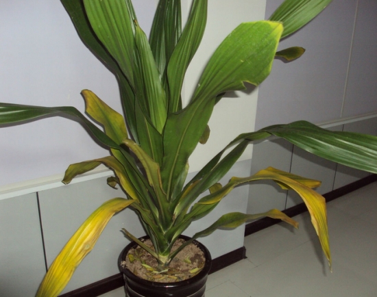 也门铁的养殖办法：留意通风良好