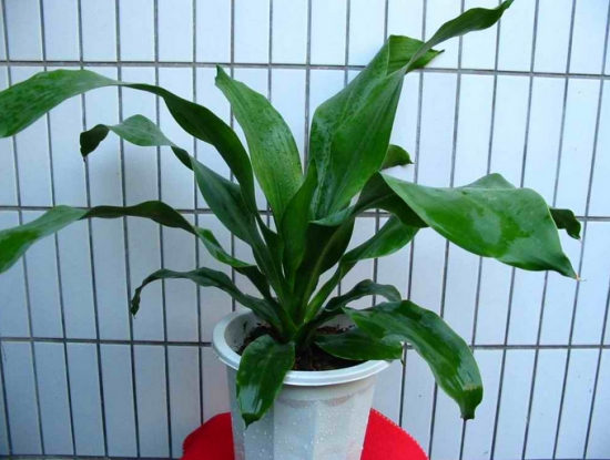 也门铁的养殖办法：留意通风良好