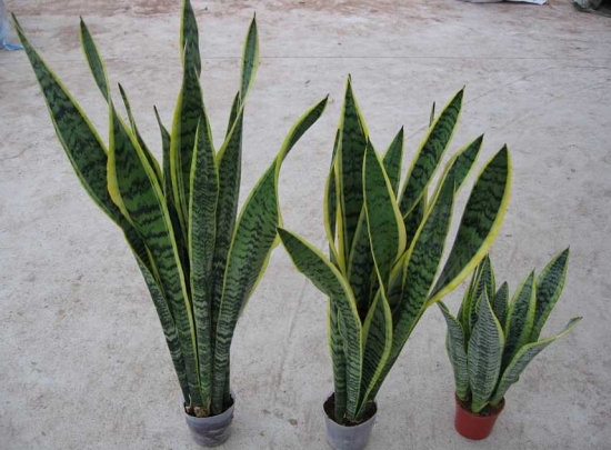 虎尾兰和虎皮兰的区别是什么：没区别，它们是同一种植物