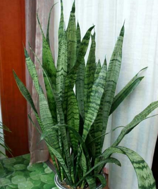 虎尾兰和虎皮兰的区别是什么：没区别，它们是同一种植物