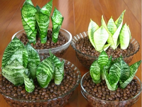 虎尾兰和虎皮兰的区别是什么：没区别，它们是同一种植物